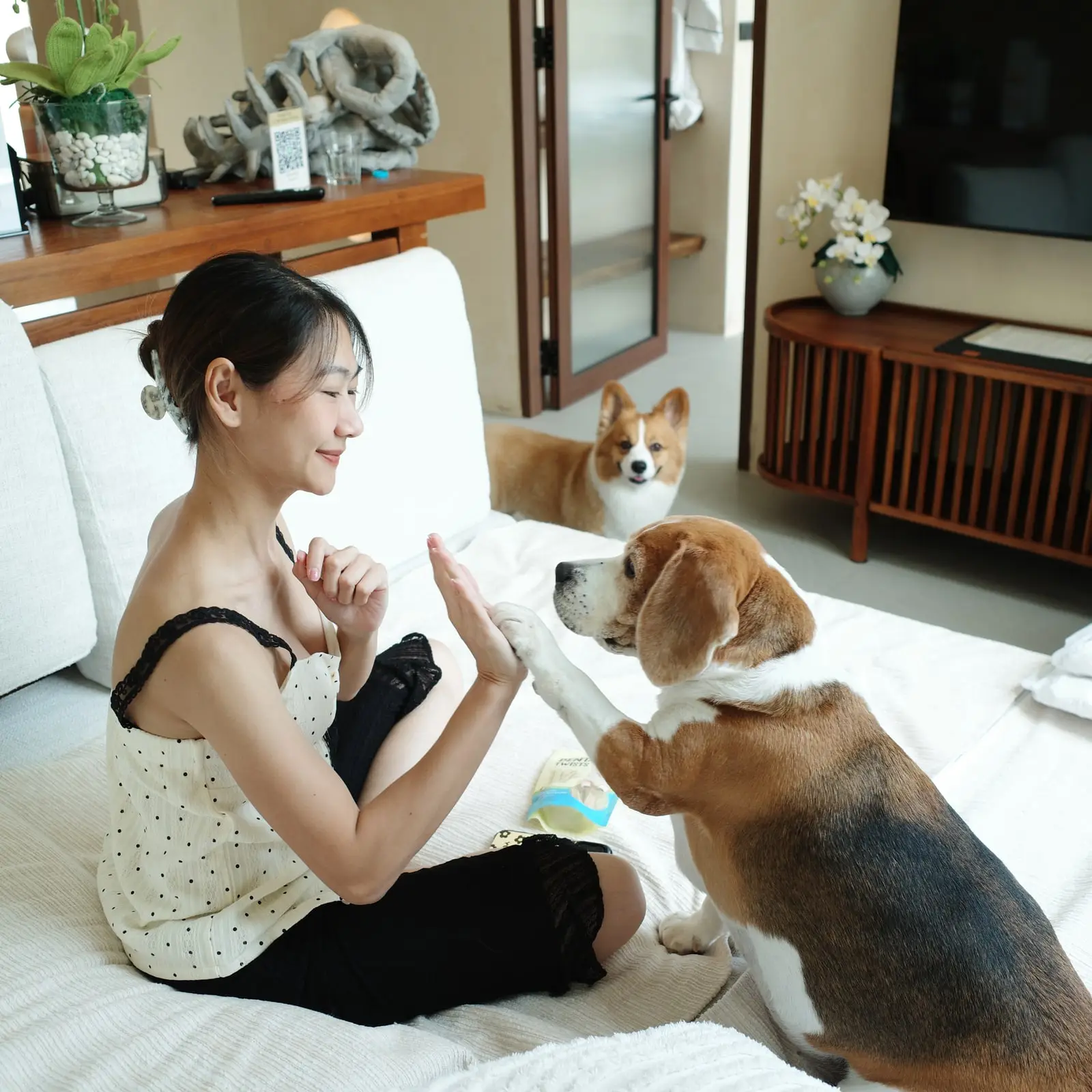 A guest playing with two dogs on the bed